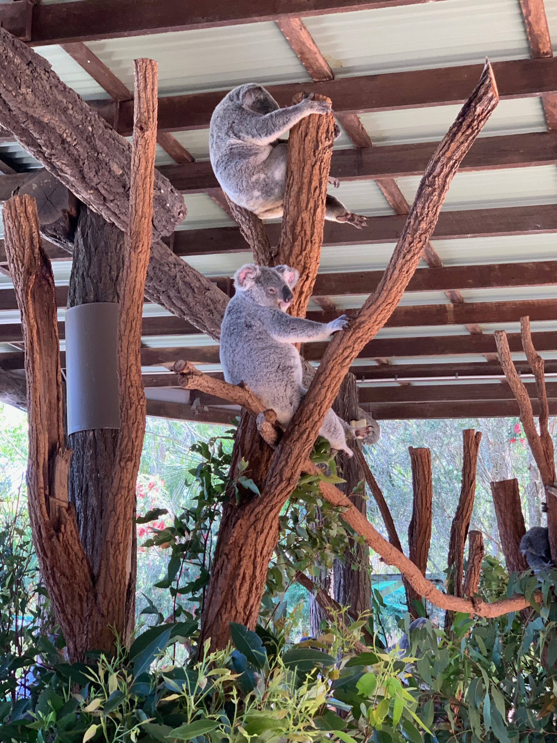 Bild: Zwei Koalas die an einem Baum hängen, Australien