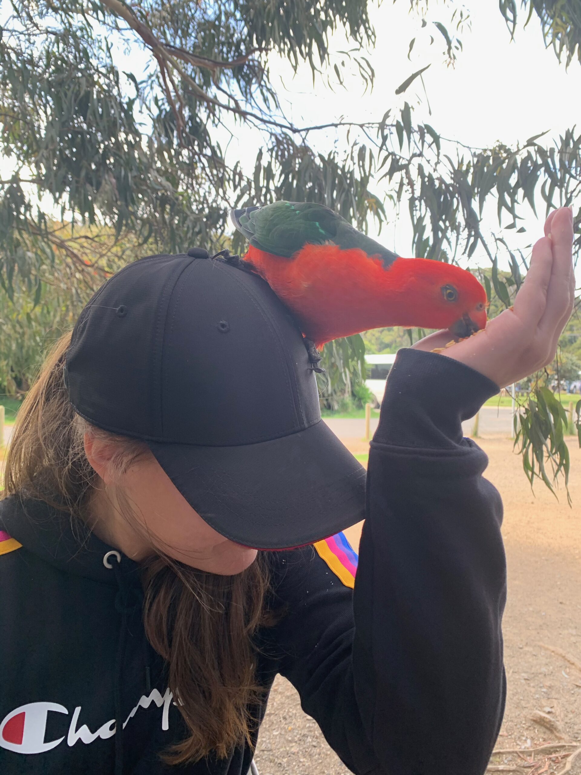 Bild: Auf meinem Kopf sitzt ein Papagei und frisst aus meiner Hand, Australien