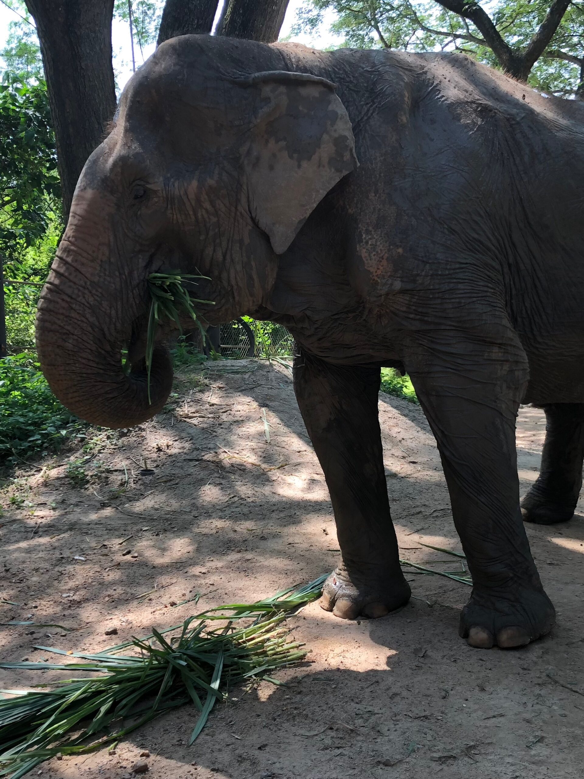 Bild: Ein fressender Elefant in einem Elefantenreservat, Thailand