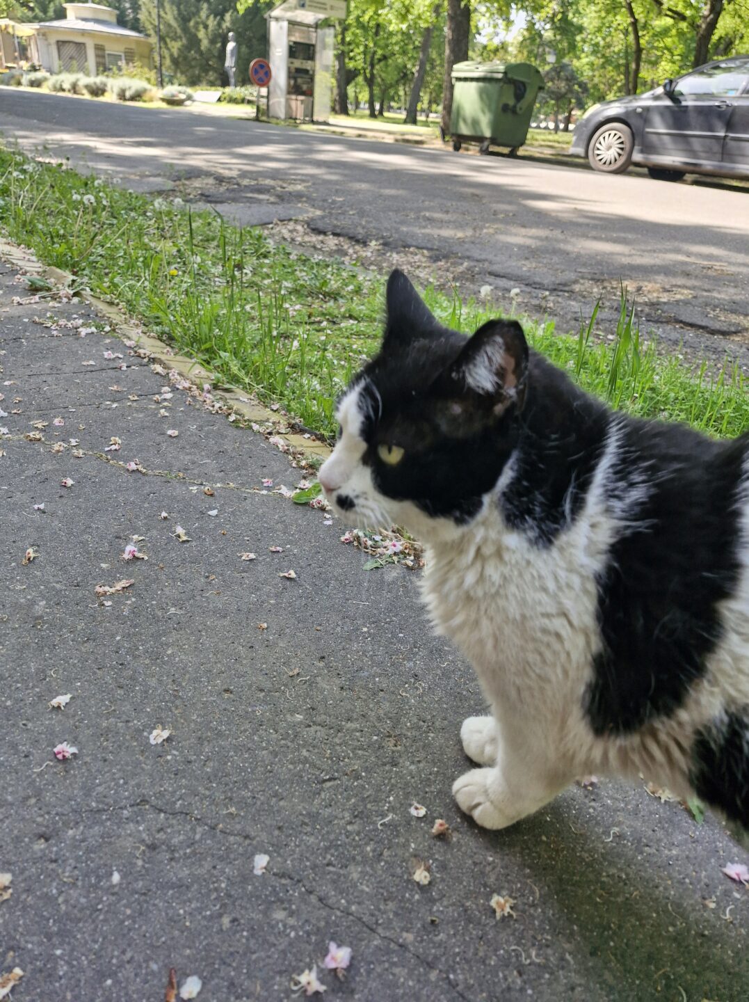 Katze auf dem Friedhof