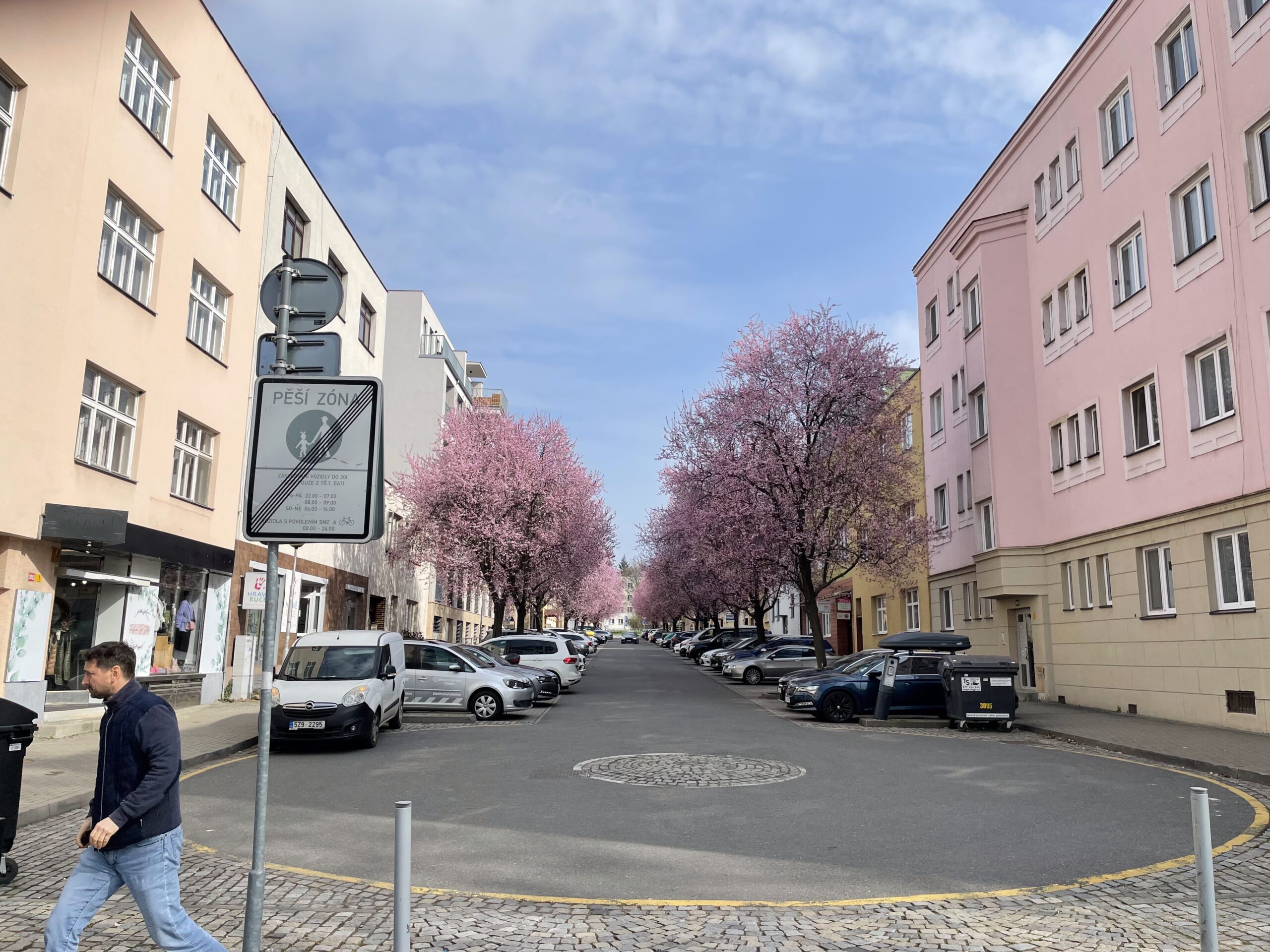 Auf dem Bild sieht man rosa Bäume die entlang einer Straße stehen