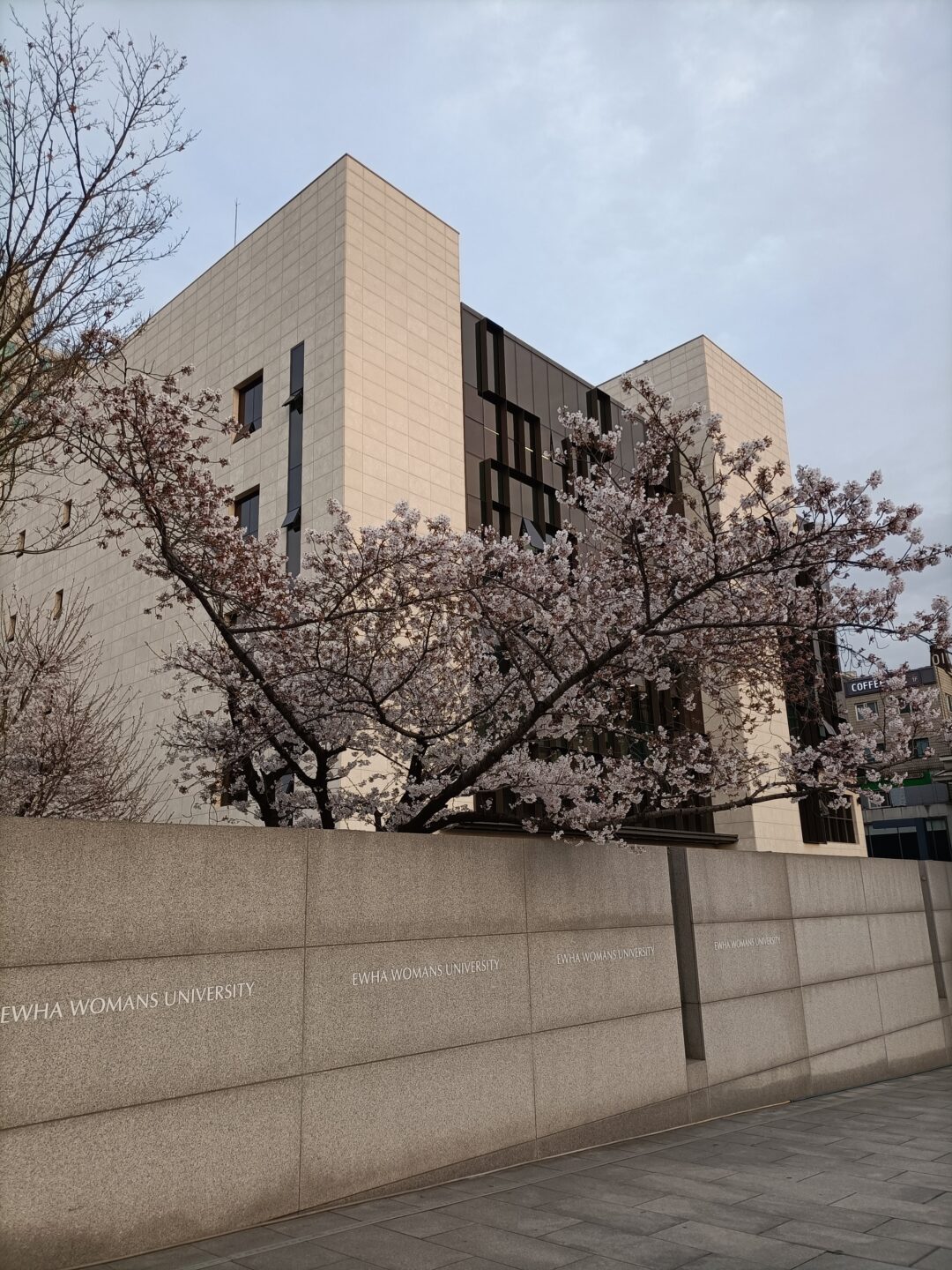 Ein Kirschbaum in rosa Blüte ragt über einer Mauer mit der Aufschrift "Ewha Womans University" hervor.