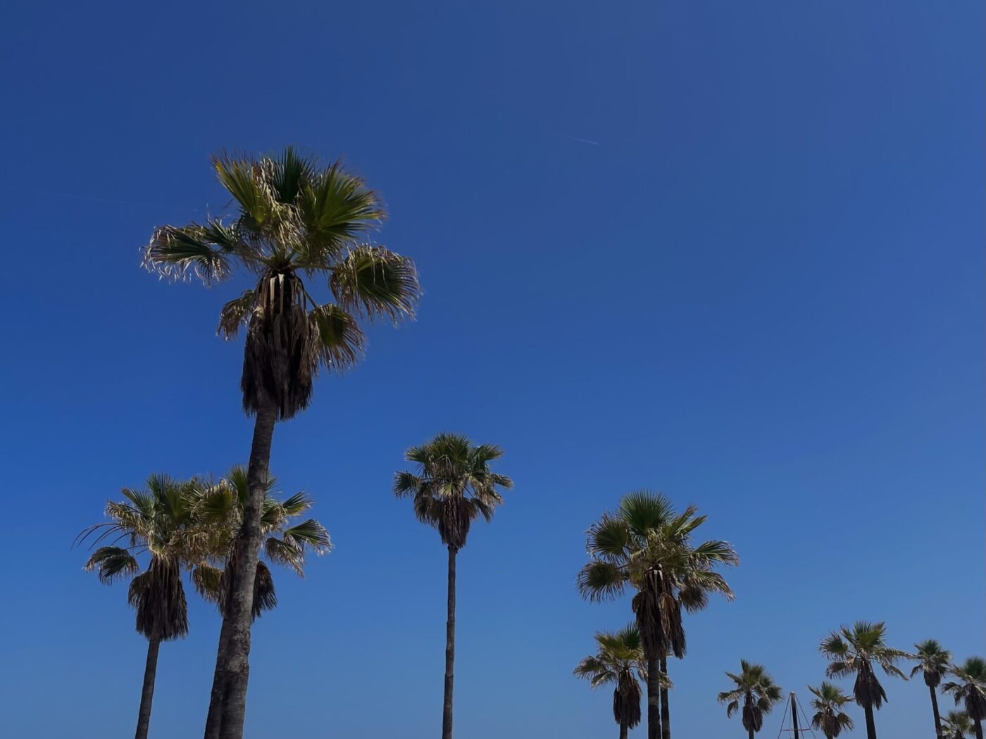Spain changed my way of life 11 IMG 7456 Palm Trees in Gandia Playa